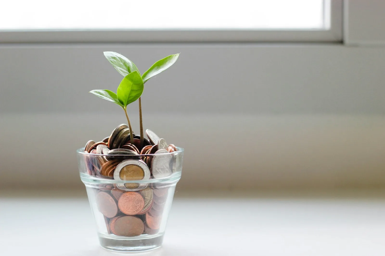 Photo of a small plant growing out of a glass full of coins