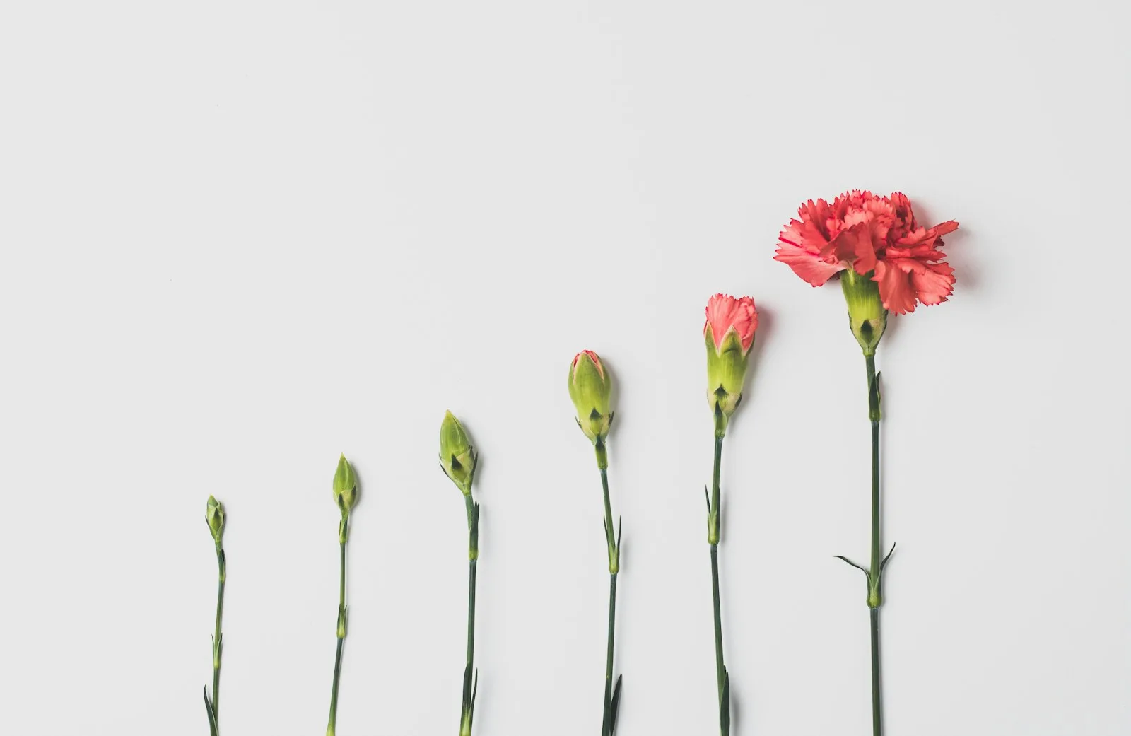 Image of a flower growing from a bud with it’s various stages.
