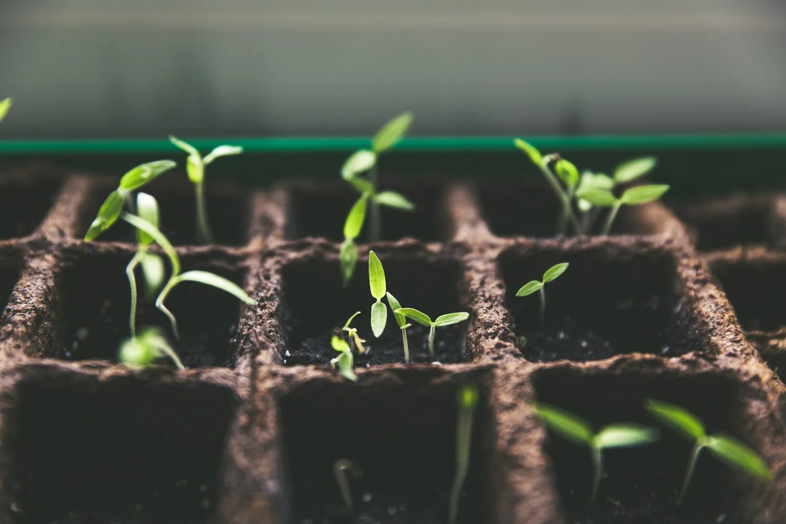 Image of saplings growing out of equally spaced holes. Much like how you should diversify your credit as well, equally split over multiple credit types.