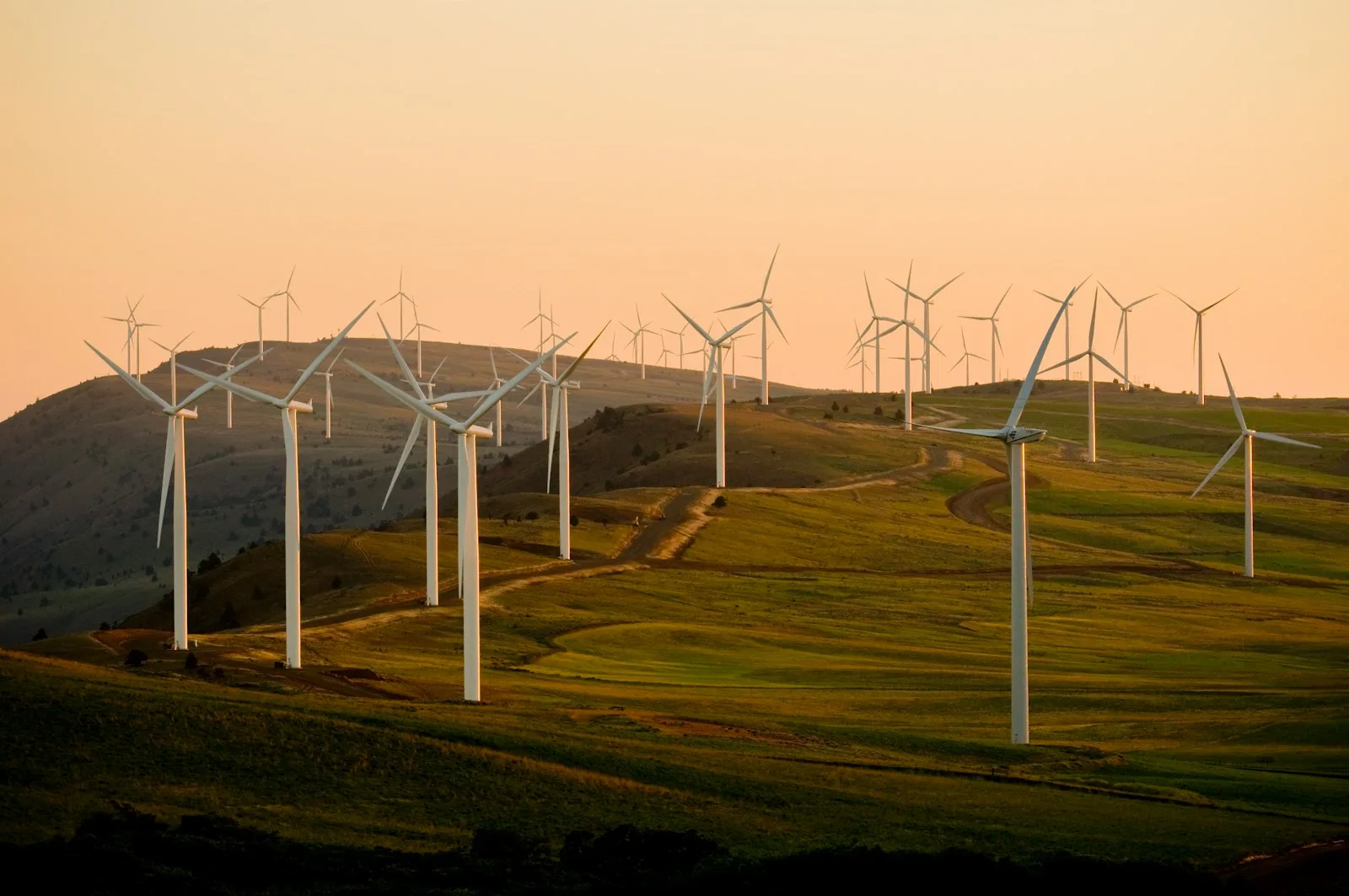 A field of windmills